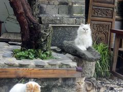 -喵屿·大理花园猫咖