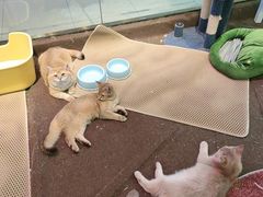 -大型宠物商超·宠海王国·宠物猫狗活体·用品·美容(新世界百货重庆店)