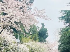 -武汉大学-樱园