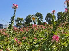 -春花秋色城市公园