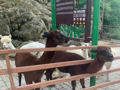 -栾川竹海野生动物园