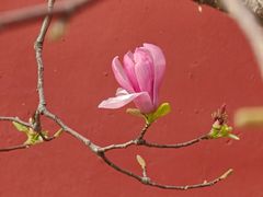 -红螺寺