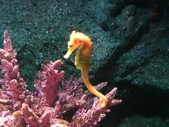 -暹罗海洋世界