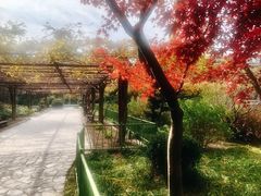 -嘉定紫藤园
