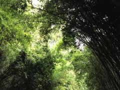 景点-成都大熊猫繁育研究基地