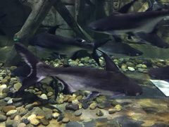 -梦幻海洋王国(吾悦广场张家港店)