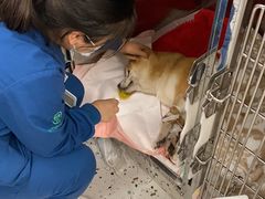 -瑞派康怡24h宠物医院·犬猫医疗中心·微创绝育(瑞景分院)