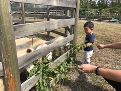 -前小桔亲子创意农场·草莓采摘·露营烧烤