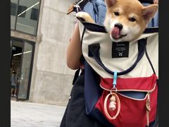 -翊宠yipet猫狗购宠庄园犬舍•猫舍