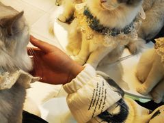 -怪兽屋·羊驼·猫咖·狗咖(俊华广场店)