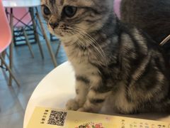 -三花喵·撸猫购宠·宠物生活馆(虹桥南丰城店)