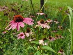 -野鸭湖国家湿地公园