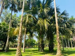 -中国科学院西双版纳热带植物园