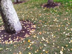 -重庆市江北嘴中央商务区中央公园