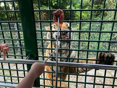 -深圳野生动物园