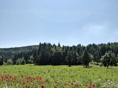 -武陵山森林公园