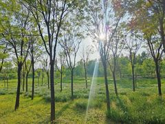 -东郊湿地公园