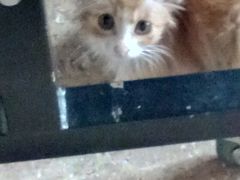 -瑞派福兴宠物医院犬猫全科·骨科·中西医结合(河东店)