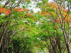 -顺峰山公园