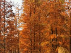 -白鹭湾湿地公园