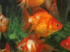 -中环花鸟鱼虫市场