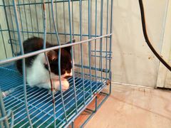 -佳雯宠物医院(四明中路分院)