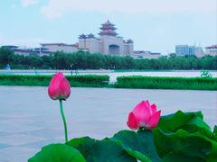-莲花池公园