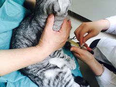 -康旭宠物医院(郑州总院)