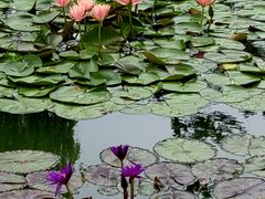 -国家植物园南园