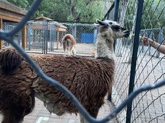 -长白岛森林公园