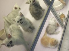 -喵的天空名猫咖啡馆·撸猫·猫舍·用品