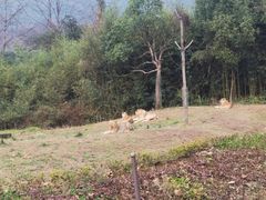 -杭州野生动物世界