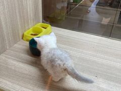 -飞行喵MR PILOT|猫舍·猫咖(静安大融城店)