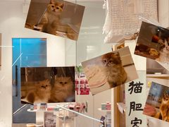 -babydoll猫舍·米努特·德文·缅因(久光中心店)