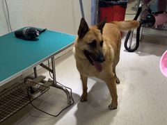 -瑞派申生动物医院·24H夜诊·国际动物医疗中心·骨外科(吴中路店)