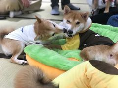 -逗柴咖啡屋·狗咖猫咖宠物桌游