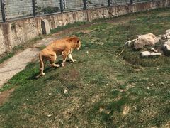 狮子-西安秦岭野生动物园