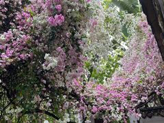 -深圳国际园林花卉博览园