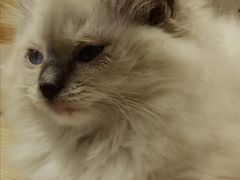 -屋虎猫馆(宝安大仟里店)