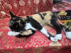 -龙华素斋(龙华路店)