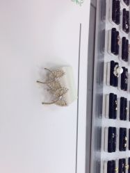 -Wisezone唯点穿耳打耳洞专业国际连锁品牌