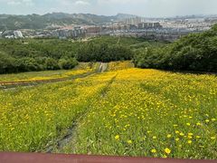 -原山国家森林公园