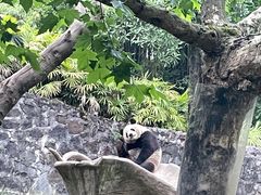 -都江堰中华大熊猫苑