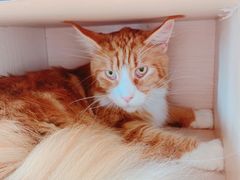 -瞄一喵猫咖(格力海岸店)
