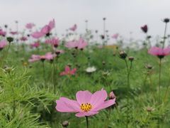 -径山花海