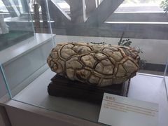 -中国第四纪冰川遗迹陈列馆