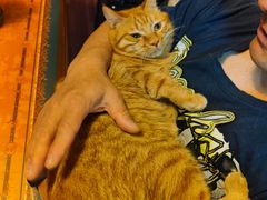 -瑞派福兴宠物医院犬猫全科·骨科·中西医结合(河东店)