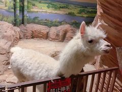 -绿色星球动物主题公园
