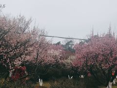 -南京古林公园