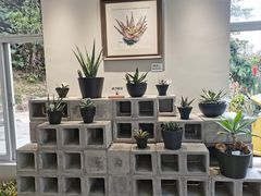 -深圳仙湖植物园